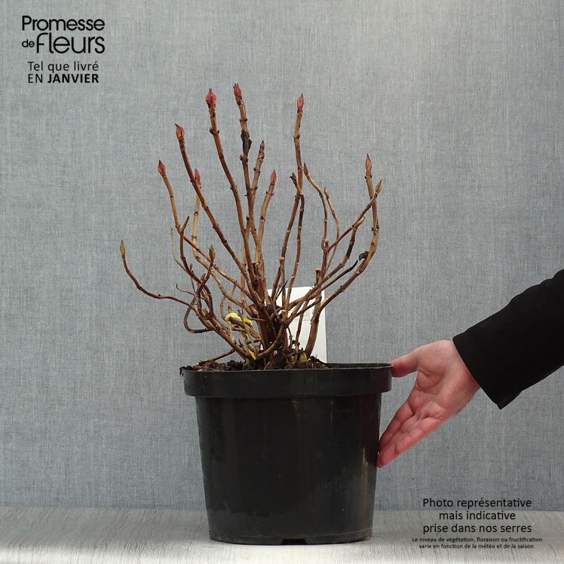 Amostra de Hortênsia macrophylla King George V Vaso de 7,5 L/10 L tal como entregue no inverno