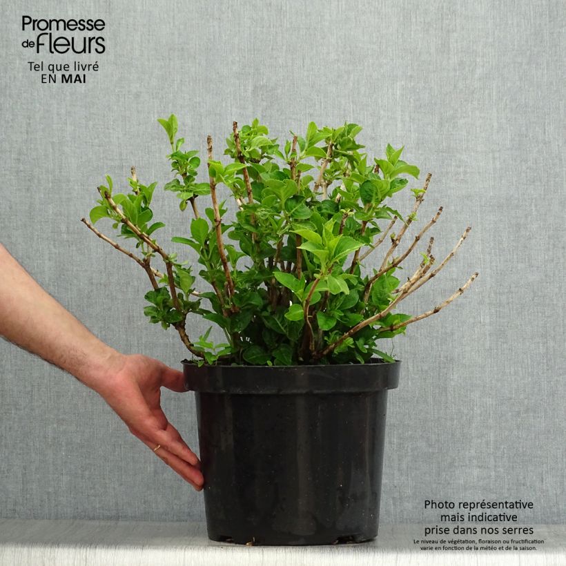 Amostra de Hortênsia macrophylla King George V Vaso de 7,5 L/10 L tal como entregue na primavera