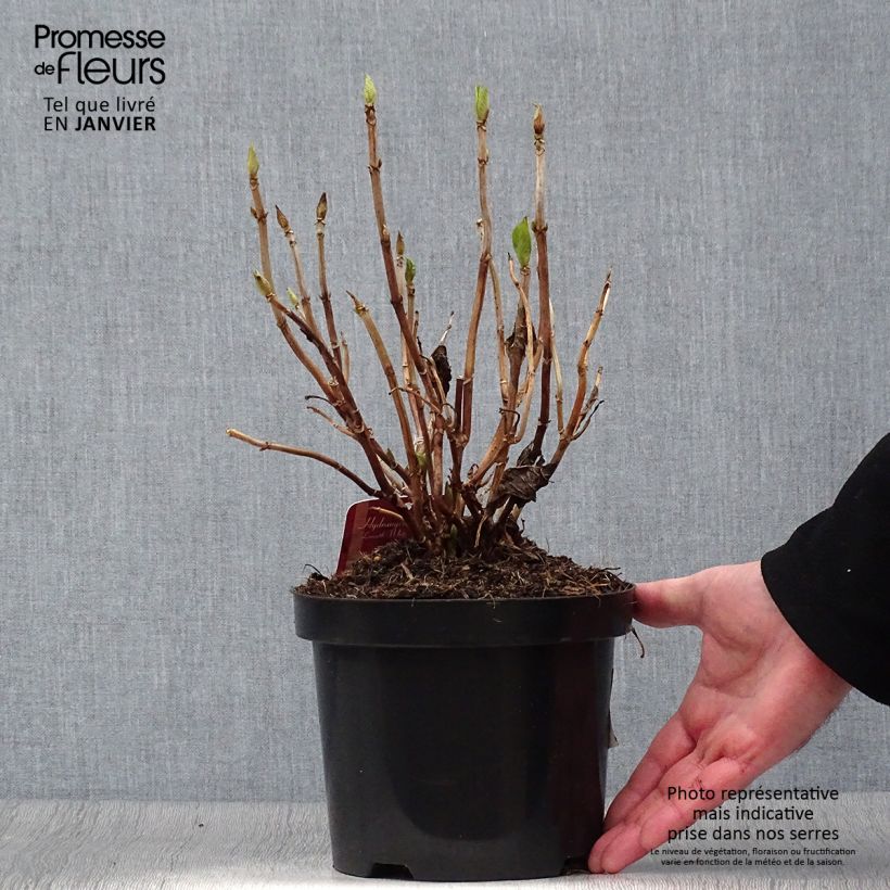 Amostra de Hortênsia macrophylla Lanarth White Vaso de 2 L/3 L tal como entregue no inverno