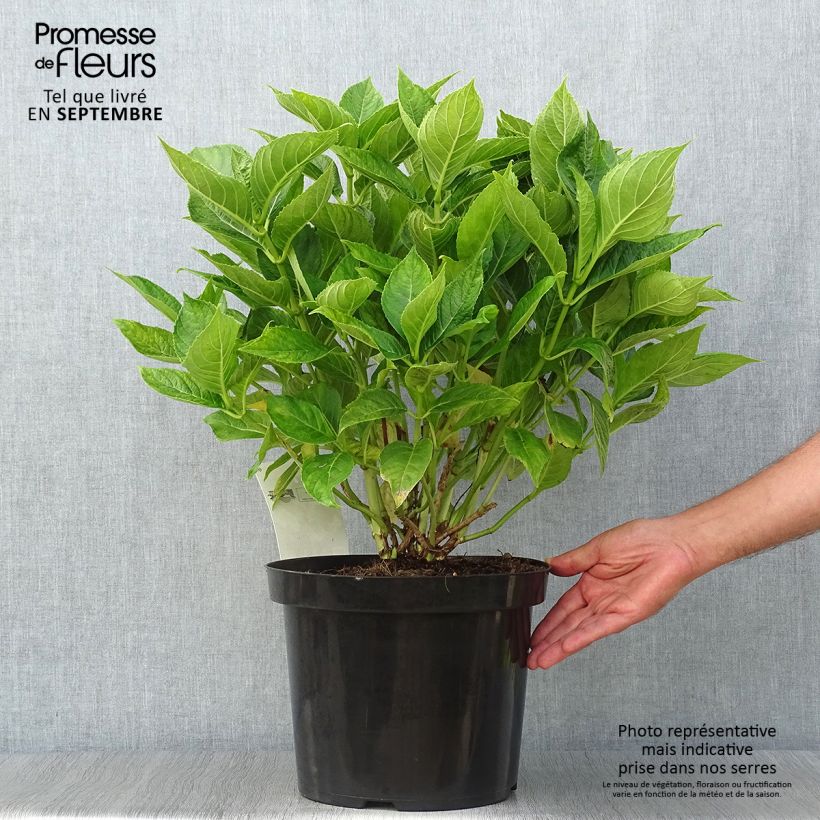 Amostra de Hortênsia macrophylla Lanarth White Vaso de 7,5 L/10 L tal como entregue no outono