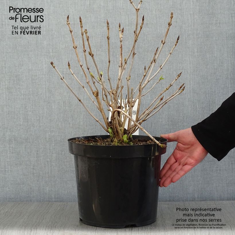 Amostra de Hortênsia macrophylla Lanarth White Vaso de 7,5 L/10 L tal como entregue no inverno