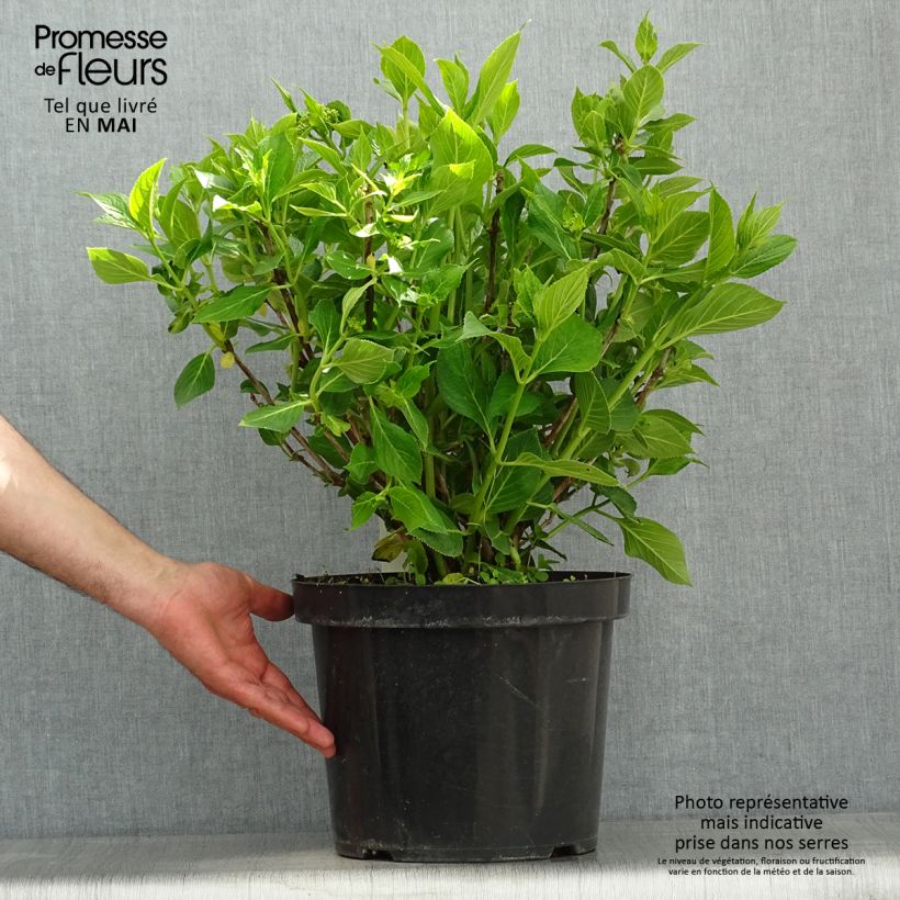 Amostra de Hortênsia macrophylla Lanarth White Vaso de 7,5 L/10 L tal como entregue na primavera