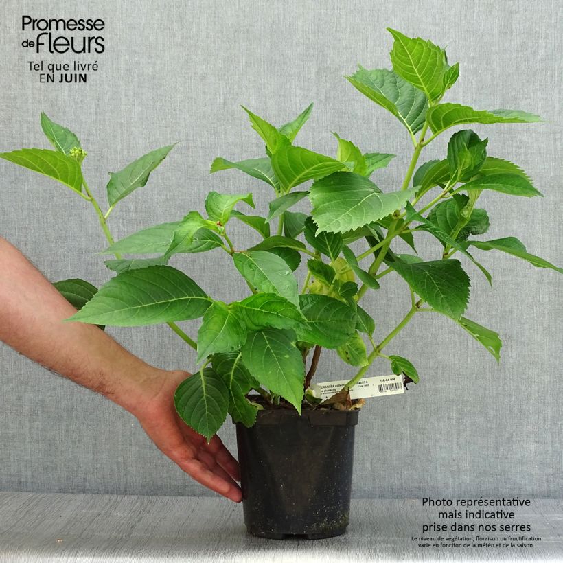 Amostra de Hortênsia macrophylla Madame Plumecoq Vaso de 2 L/3 L tal como entregue no verão