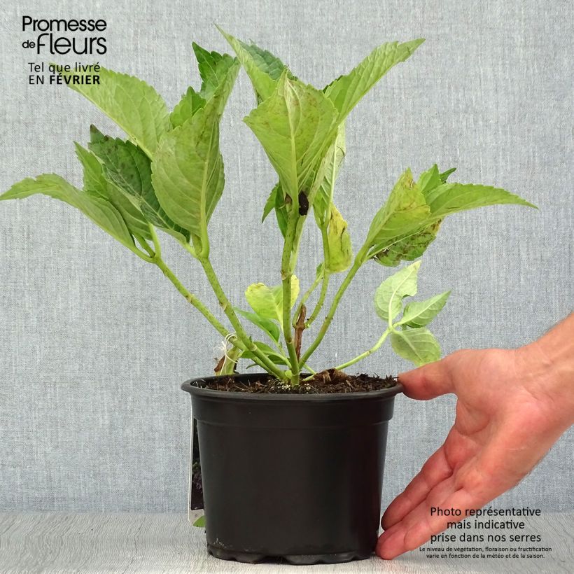 Amostra de Hortênsia macrophylla Mariesii Perfecta Vaso de 2 L/3 L tal como entregue no outono