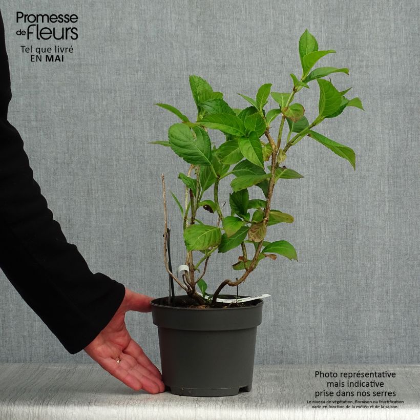 Amostra de Hortênsia macrophylla Mariesii Perfecta Vaso de 2 L/3 L tal como entregue na primavera