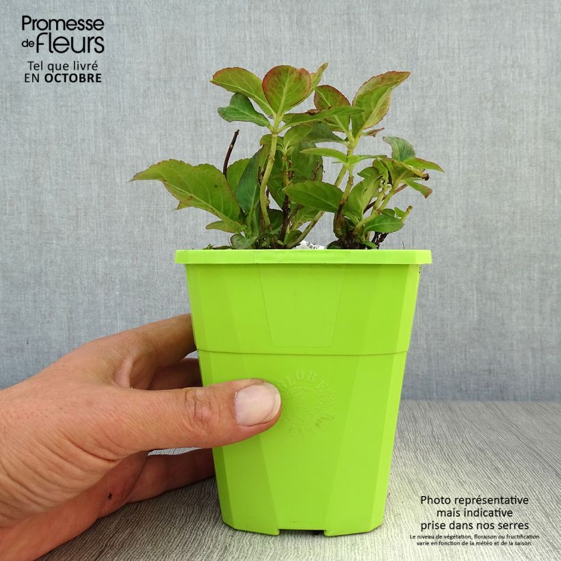 Amostra de Hortênsia macrophylla Miss Saori Vaso de 1 L/1,5 L tal como entregue no outono