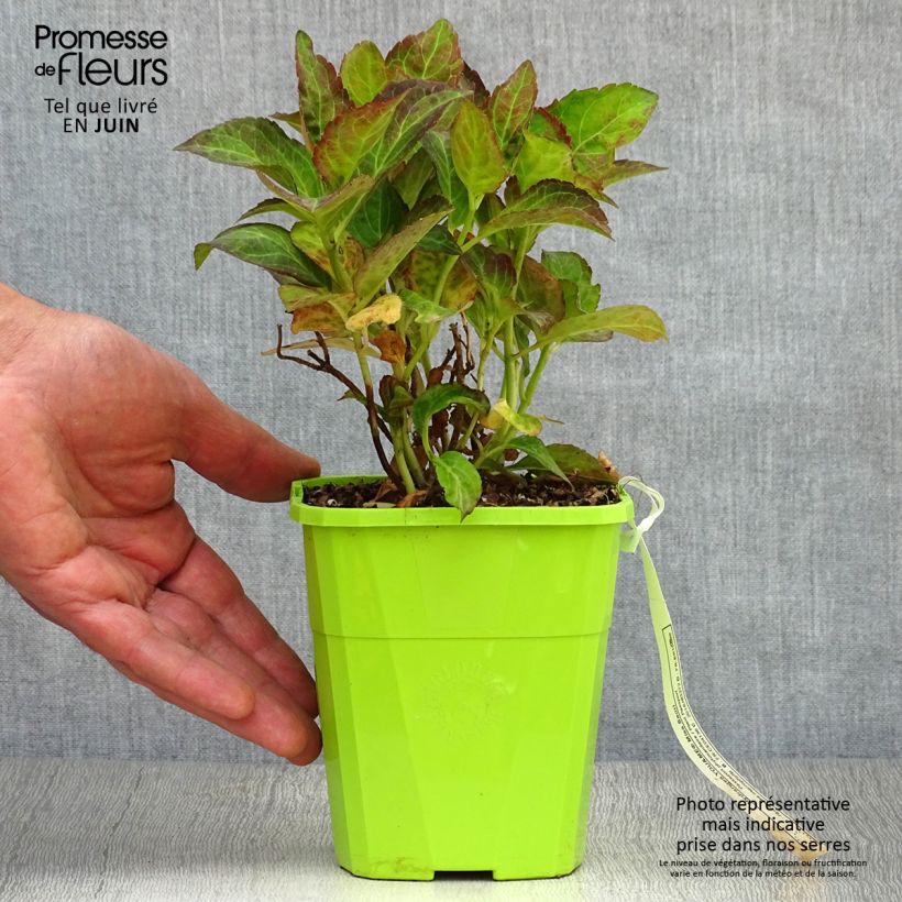 Amostra de Hortênsia macrophylla Miss Saori Vaso de 1 L/1,5 L tal como entregue no verão