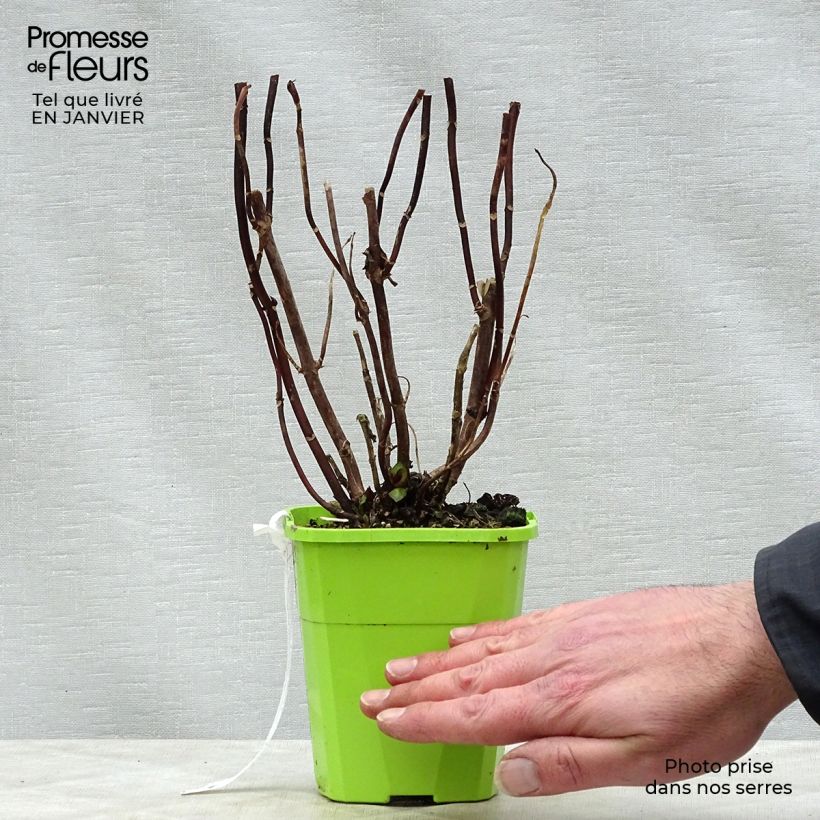 Amostra de Hortênsia macrophylla Miss Saori Vaso de 1 L/1,5 L tal como entregue no inverno