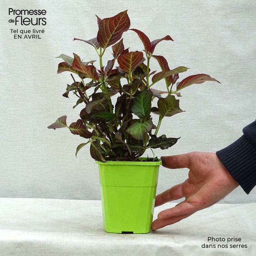 Amostra de Hortênsia macrophylla Miss Saori Vaso de 1 L/1,5 L tal como entregue na primavera