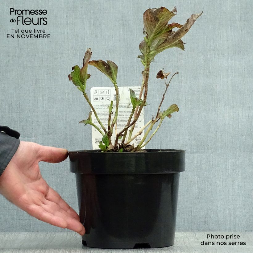 Amostra de Hortênsia macrophylla Miss Saori Vaso de 2 L/3 L tal como entregue no outono