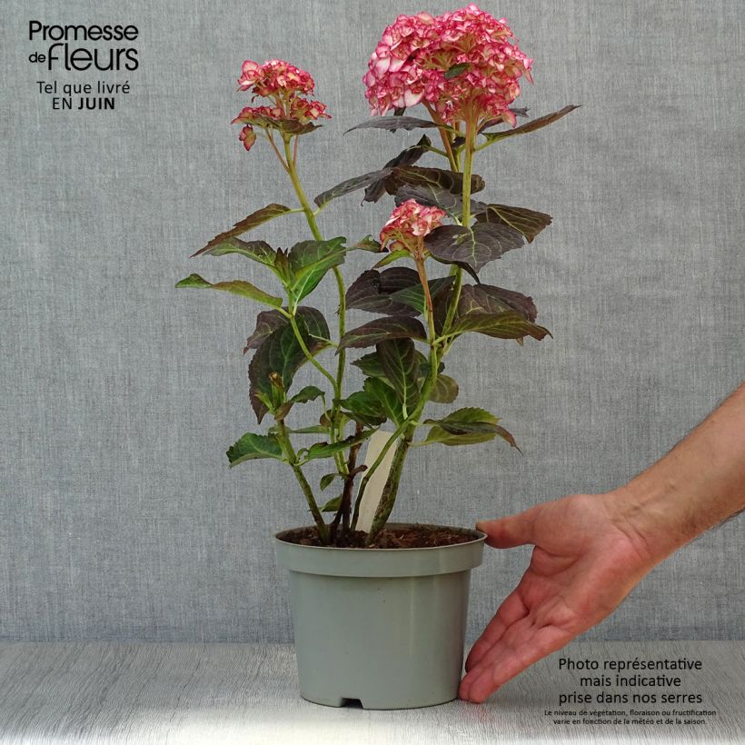 Amostra de Hortênsia macrophylla Miss Saori Vaso de 2 L/3 L tal como entregue no verão