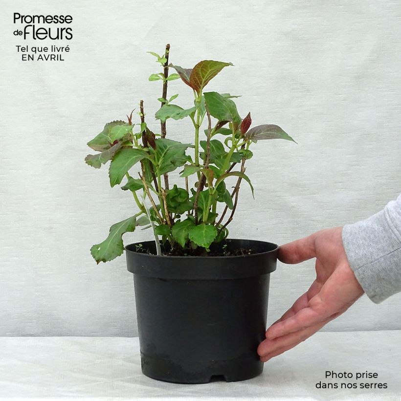 Amostra de Hortênsia macrophylla Miss Saori Vaso de 2 L/3 L tal como entregue na primavera