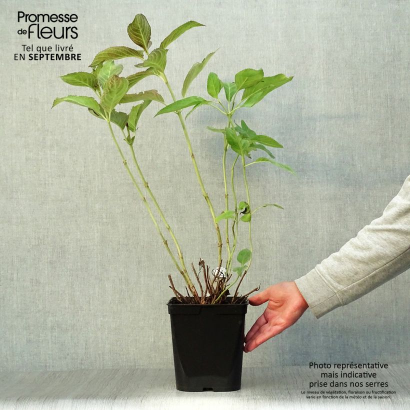 Amostra de Hortênsia macrophylla Miss Saori Vaso de 4 L/5 L tal como entregue no outono