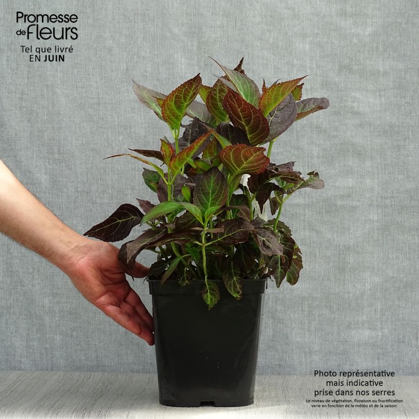 Amostra de Hortênsia macrophylla Miss Saori Vaso de 4 L/5 L tal como entregue no verão