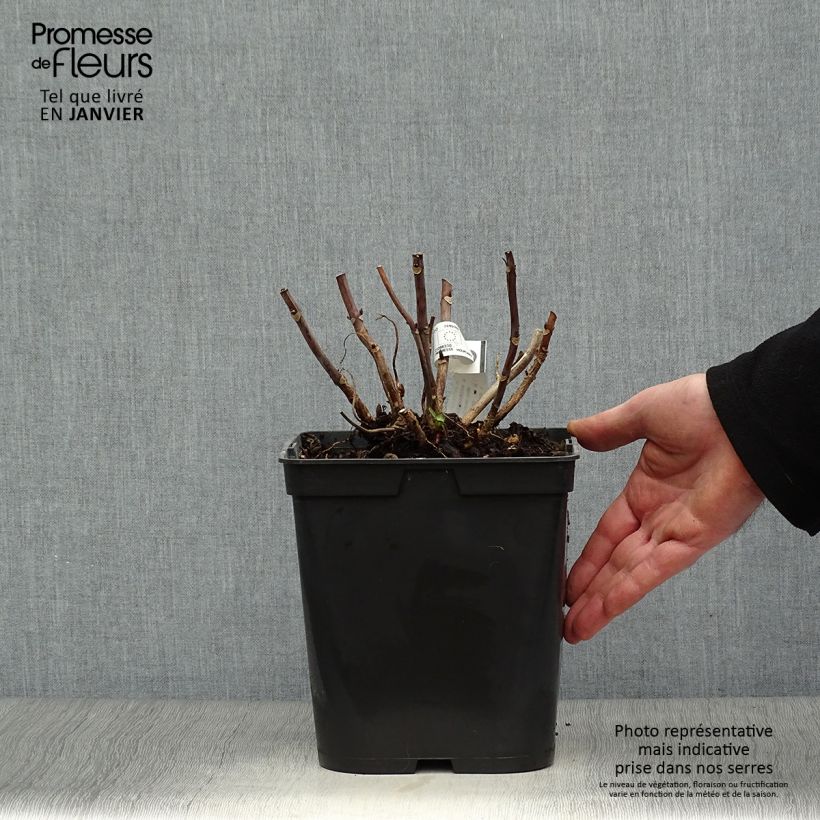 Amostra de Hortênsia macrophylla Miss Saori Vaso de 4 L/5 L tal como entregue no inverno