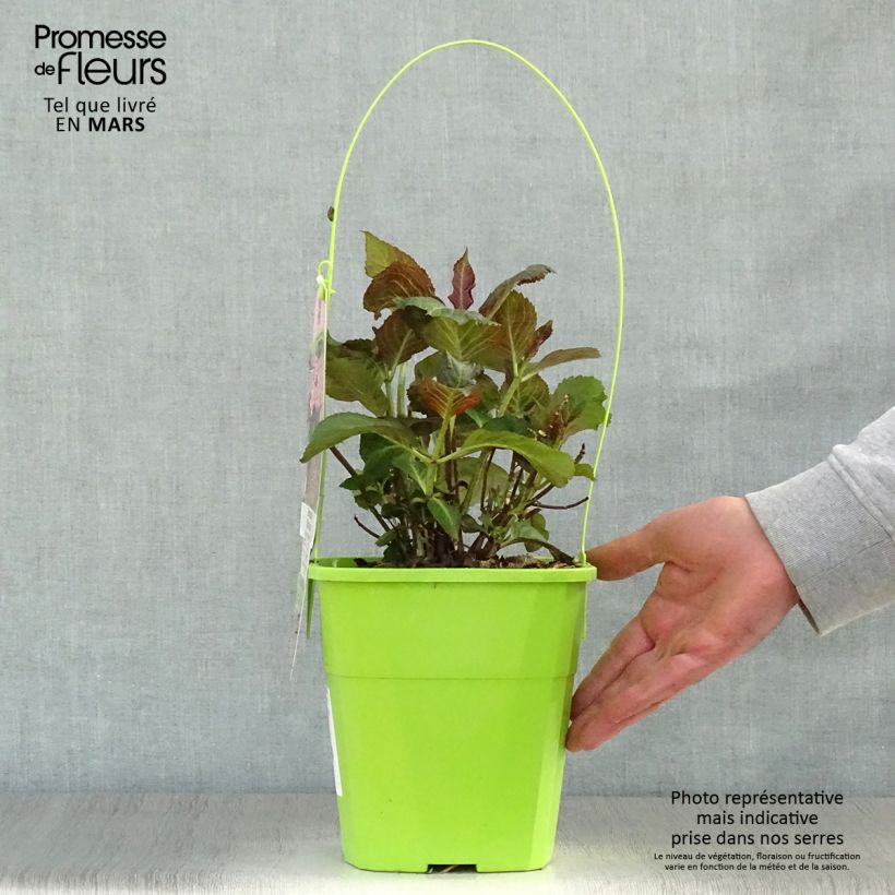 Amostra de Hortênsia macrophylla Miss Saori Vaso de 4 L/5 L tal como entregue na primavera