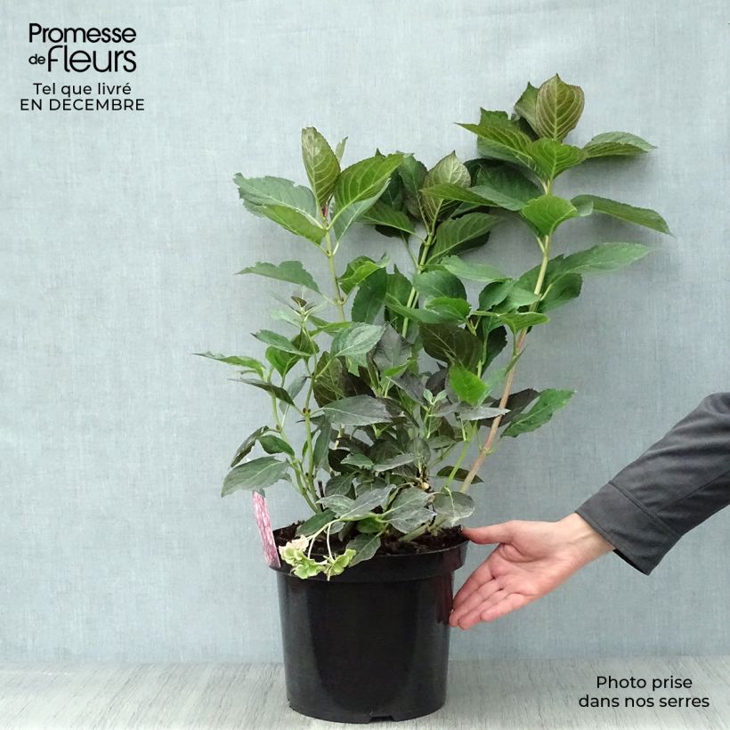 Amostra de Hortênsia macrophylla Miss Saori Vaso de 7,5 L/10 L tal como entregue no inverno