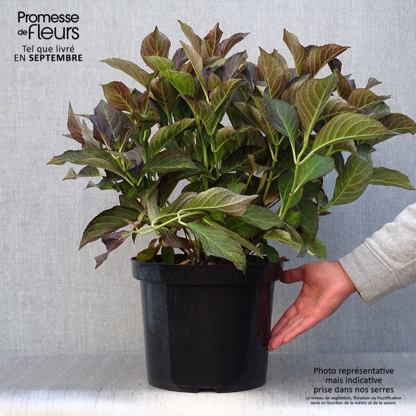 Amostra de Hortênsia macrophylla Miss Saori Vaso de 7,5 L/10 L tal como entregue no outono