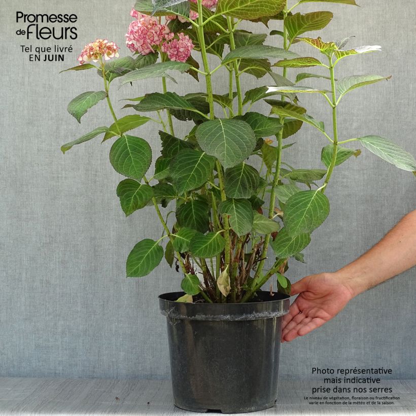 Amostra de Hortênsia macrophylla Miss Saori Vaso de 7,5 L/10 L tal como entregue no verão