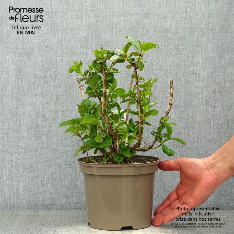 Amostra de Hortênsia macrophylla Rotkehlchen Vaso de 2 L/3 L tal como entregue na primavera
