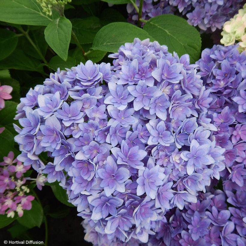 Hortênsia macrophylla Stellar Azul (Floração)