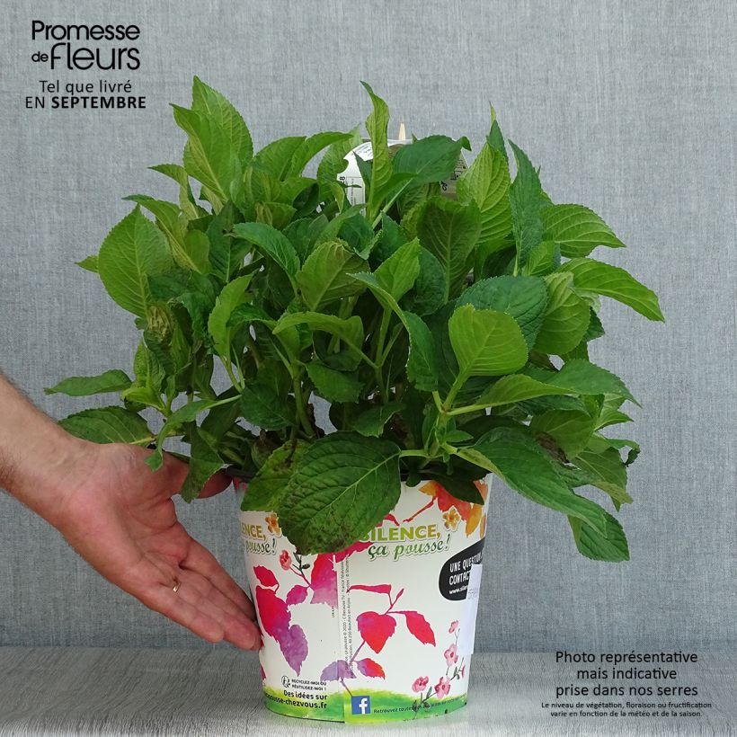 Amostra de Hortênsia macrophylla Stellar Azul Vaso de 4 L/5 L tal como entregue no verão
