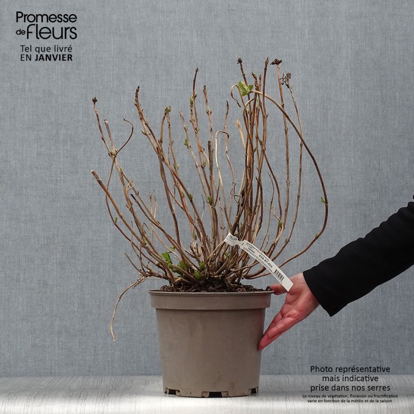 Amostra de Hortensia macrophylla Stellar Bleu Vaso de 7,5 L/10 L tal como entregue no inverno