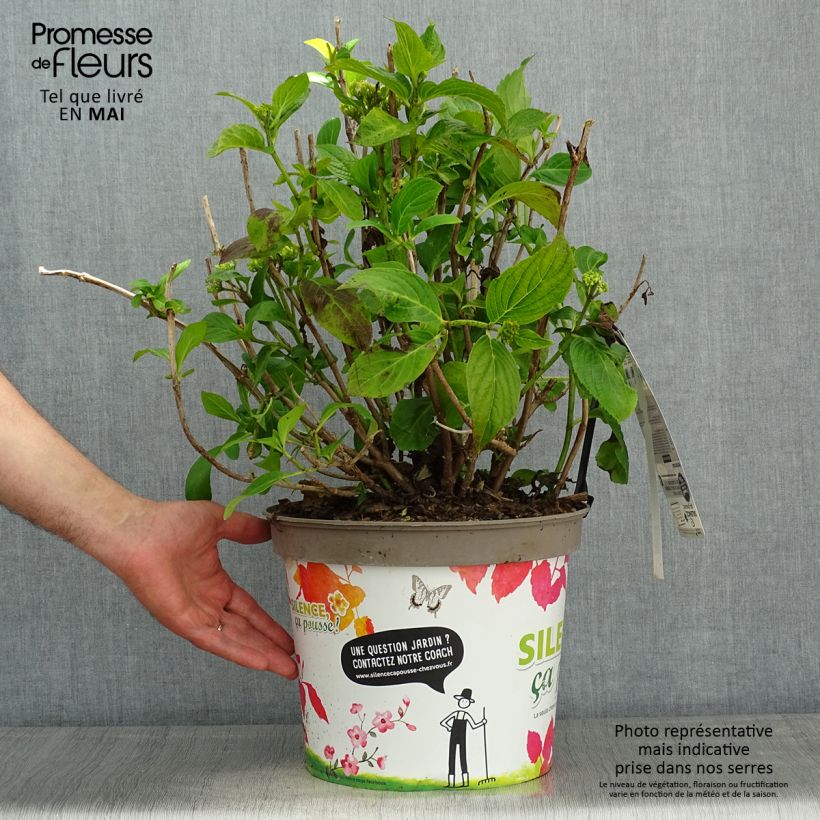 Amostra de Hortênsia macrophylla Stellar Azul Vaso de 7,5 L/10 L tal como entregue na primavera