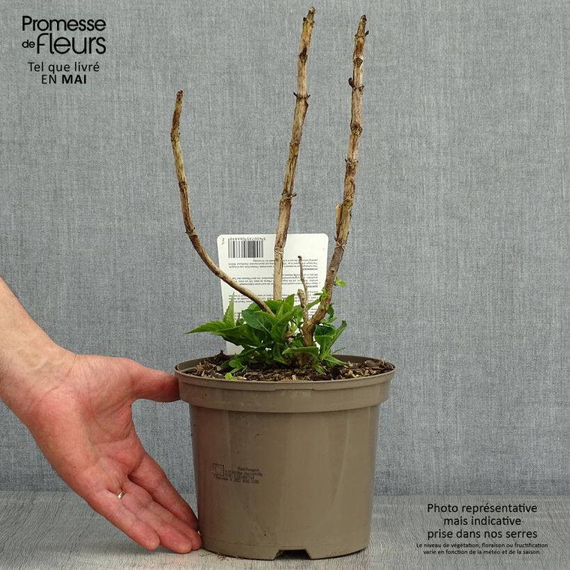 Amostra de Hortênsia macrophylla Teller Azul Vaso de 2 L/3 L tal como entregue na primavera