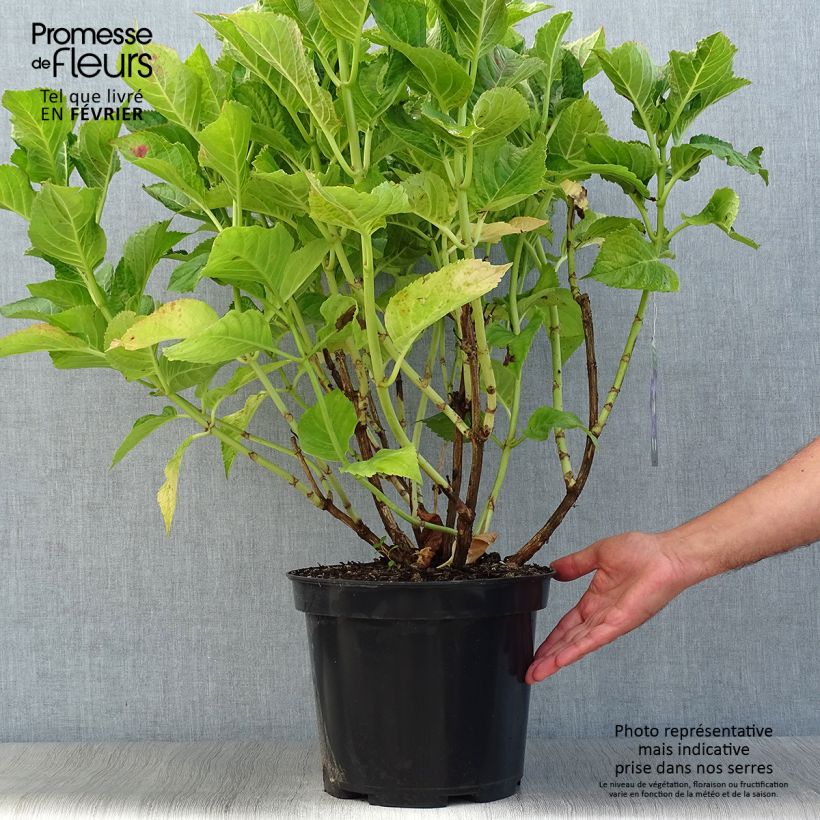 Amostra de Hortênsia macrophylla Teller Azul Vaso de 7,5 L/10 L tal como entregue no outono