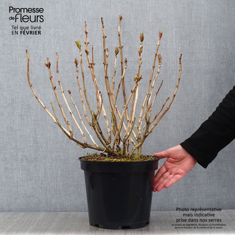 Amostra de Hortensia macrophylla Teller Blue Vaso de 7,5 L/10 L tal como entregue no inverno