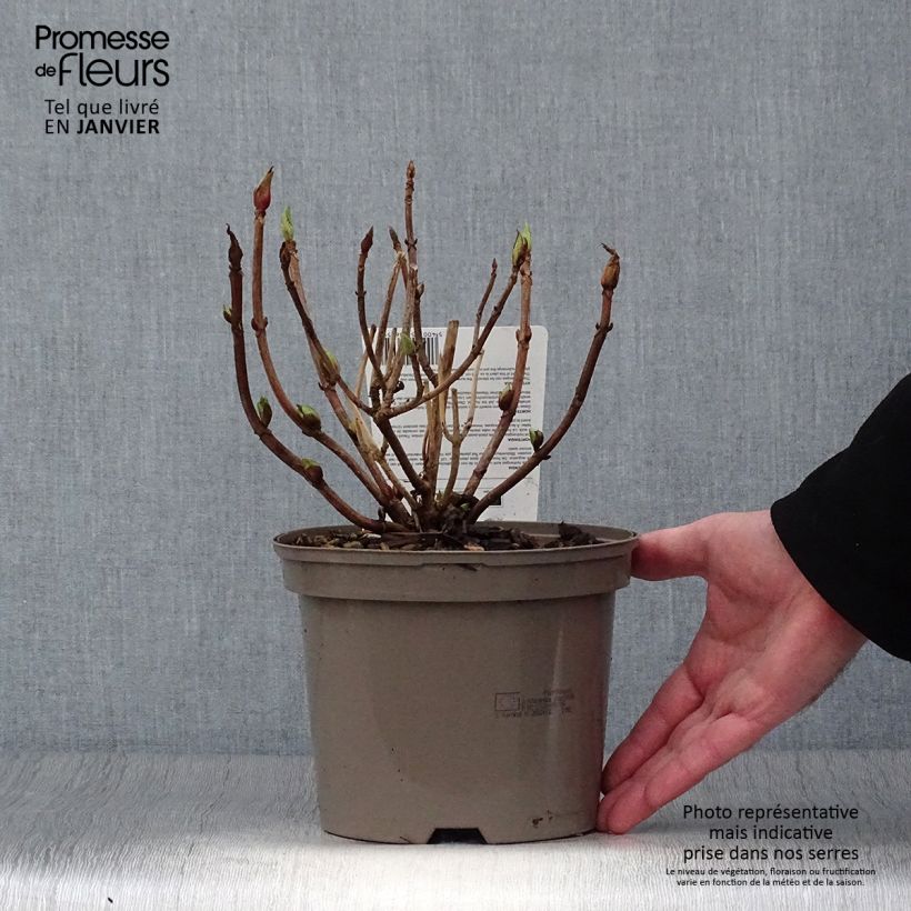 Amostra de Hortênsia macrophylla Teller Vermelho Vaso de 2 L/3 L tal como entregue no inverno