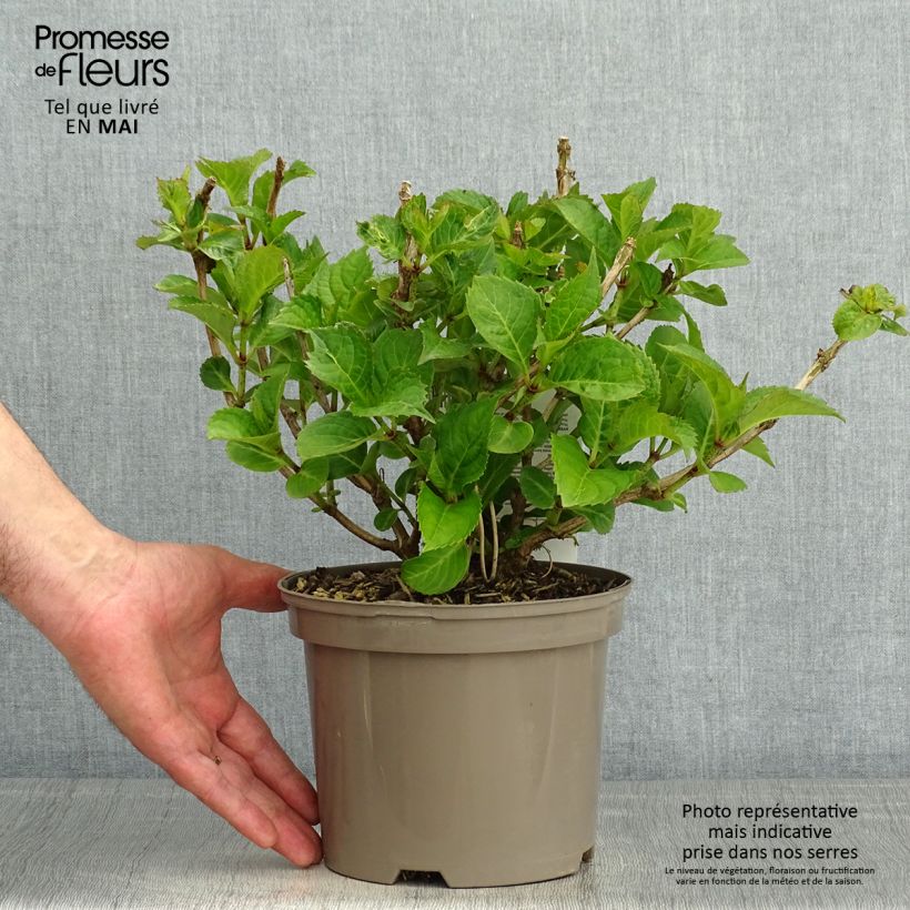 Amostra de Hortênsia macrophylla Teller Vermelho Vaso de 2 L/3 L tal como entregue na primavera