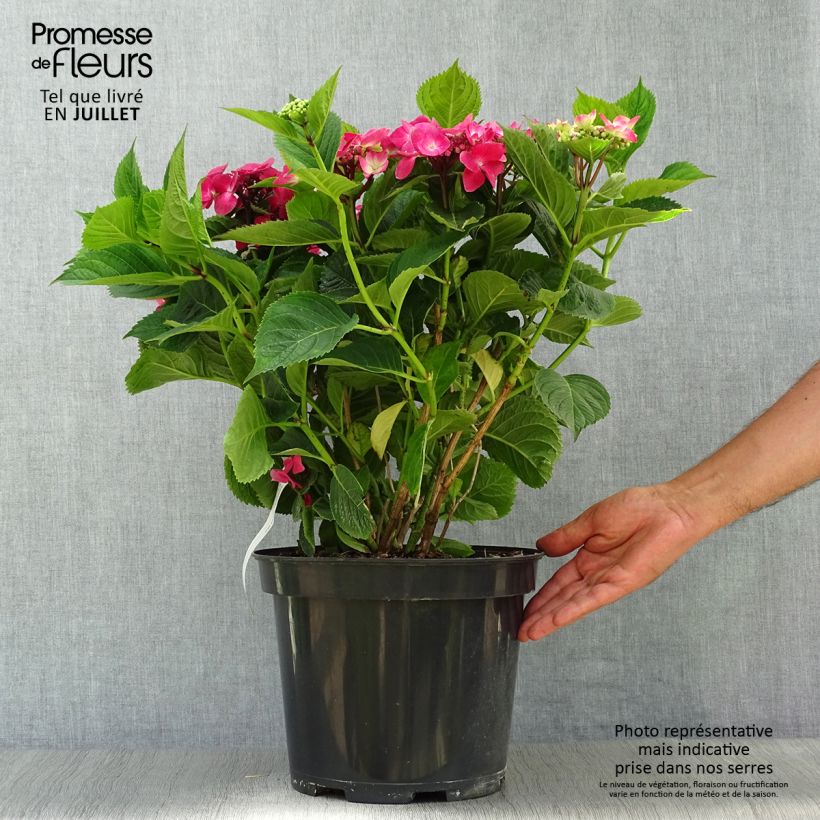Amostra de Hortênsia macrophylla Teller Vermelho Vaso de 7,5 L/10 L tal como entregue no verão
