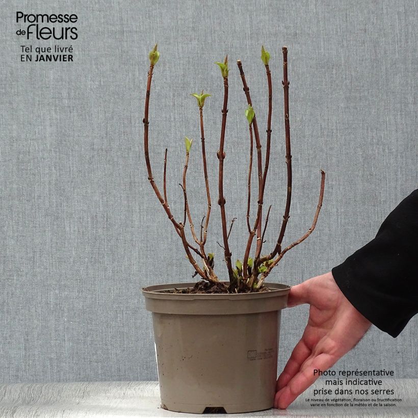 Amostra de Hortênsia macrophylla White Wave Vaso de 2 L/3 L tal como entregue no inverno