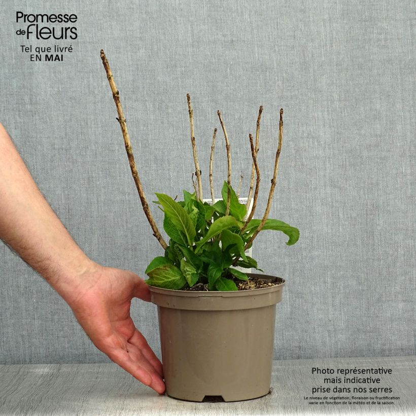 Amostra de Hortênsia macrophylla White Wave Vaso de 2 L/3 L tal como entregue na primavera