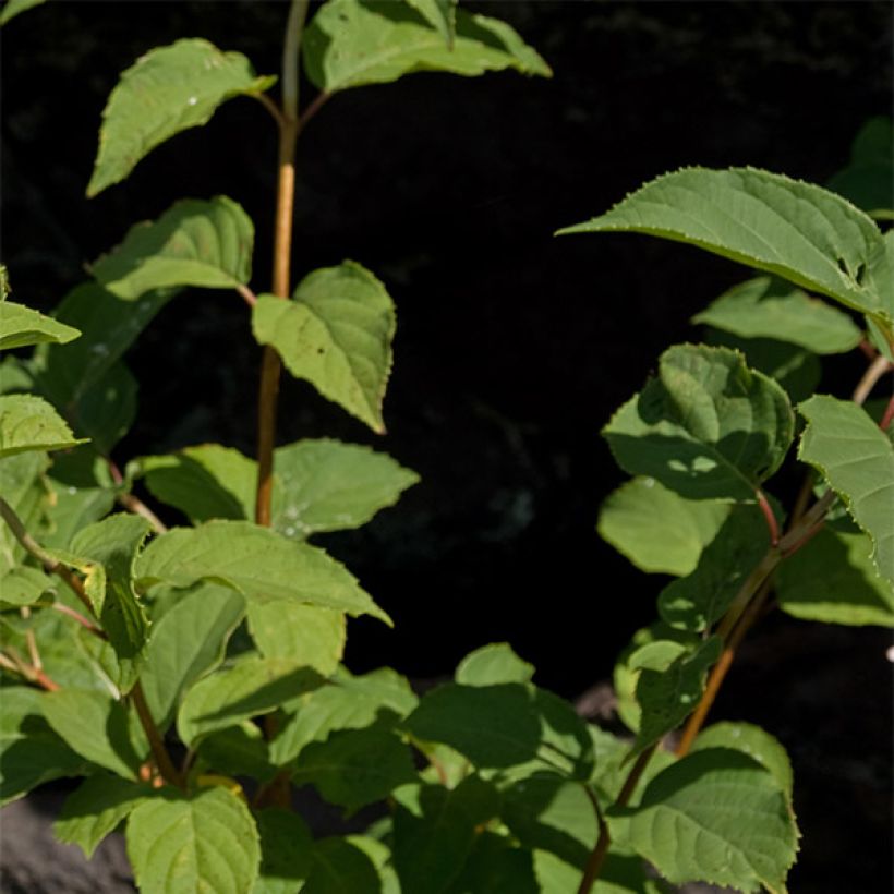 Hortênsia paniculata Burgundy Lace (Folhagem)