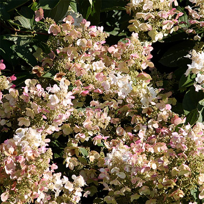 Hortênsia paniculata Burgundy Lace (Floração)