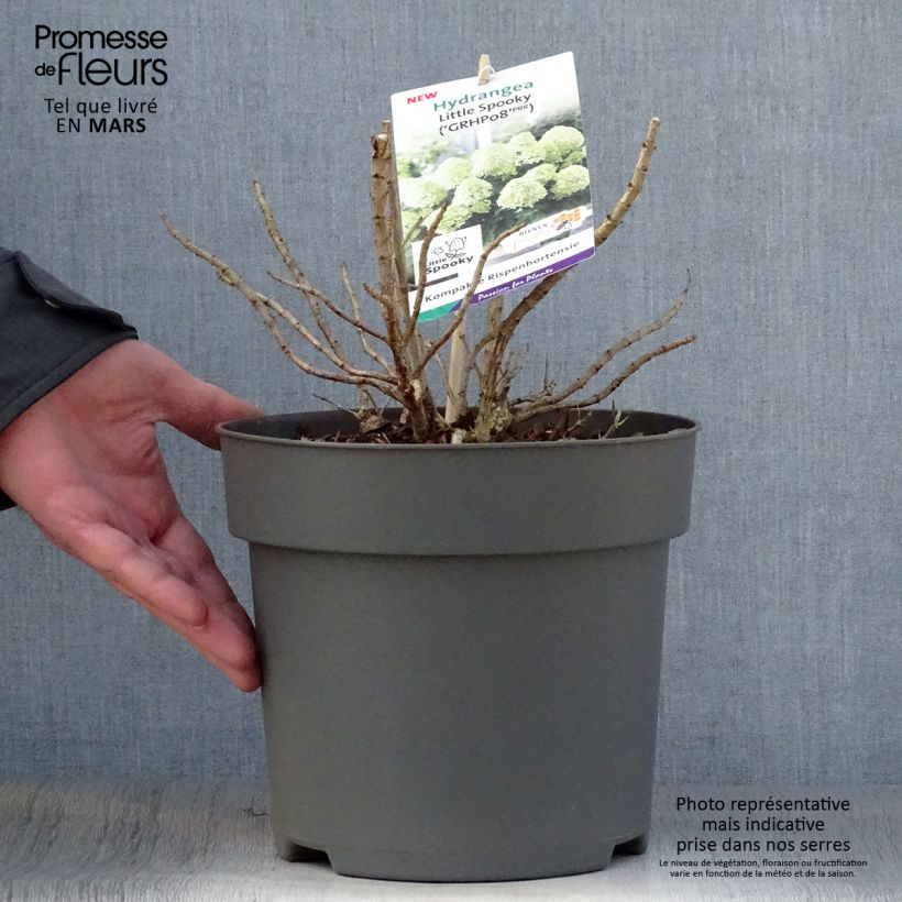 Amostra de Hortênsia paniculata Little Spooky Vaso de 3 L/4 L tal como entregue na primavera