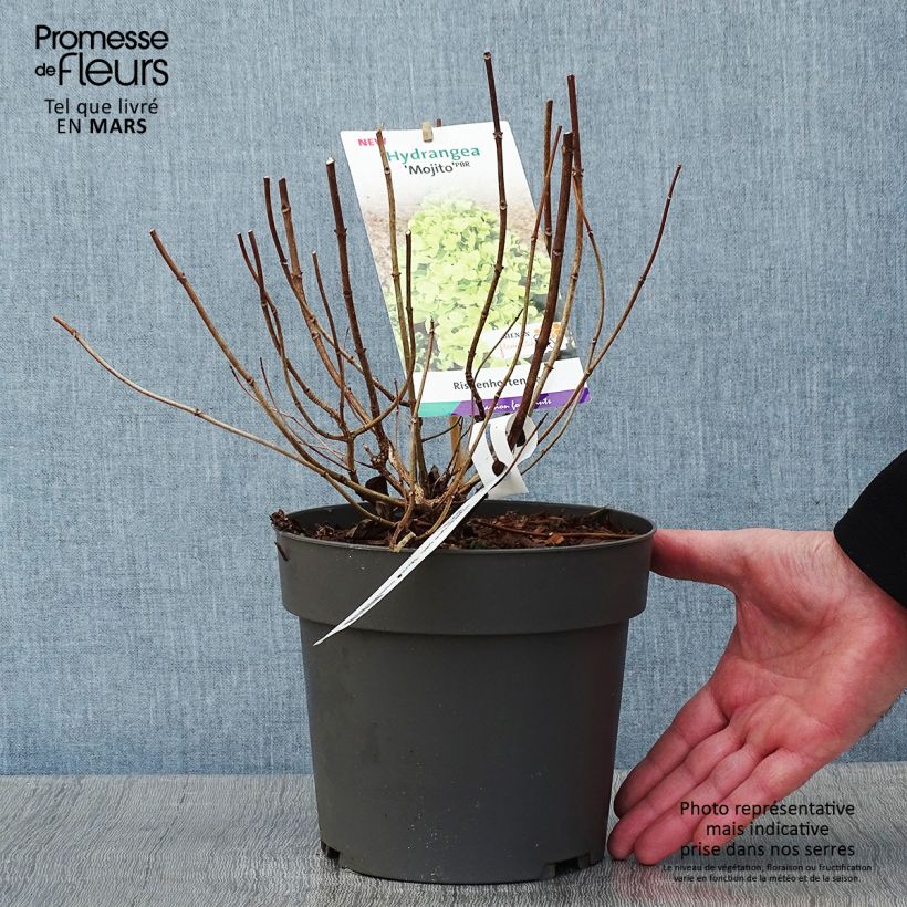 Amostra de Hortênsia paniculata Mojito Vaso de 3 L/4 L tal como entregue no inverno