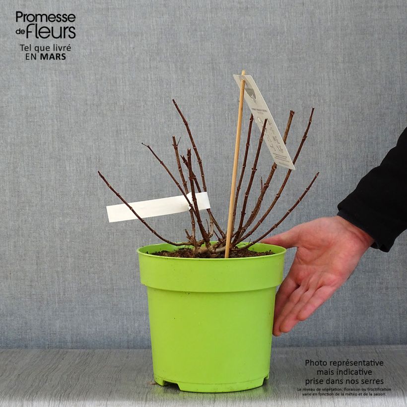 Amostra de Hydrangea paniculata Petite Star - Hortensia paniculé Vaso de 4 L/5 L tal como entregue no inverno