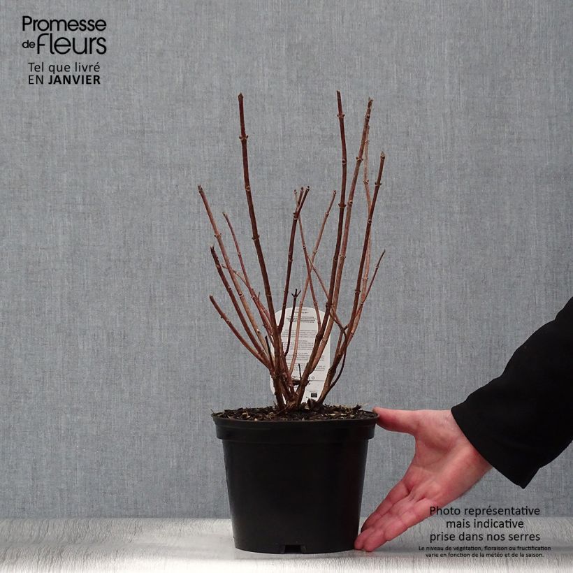 Amostra de Hydrangea paniculata Dharuma - Hortensia paniculé Vaso de 2 L/3 L tal como entregue no inverno