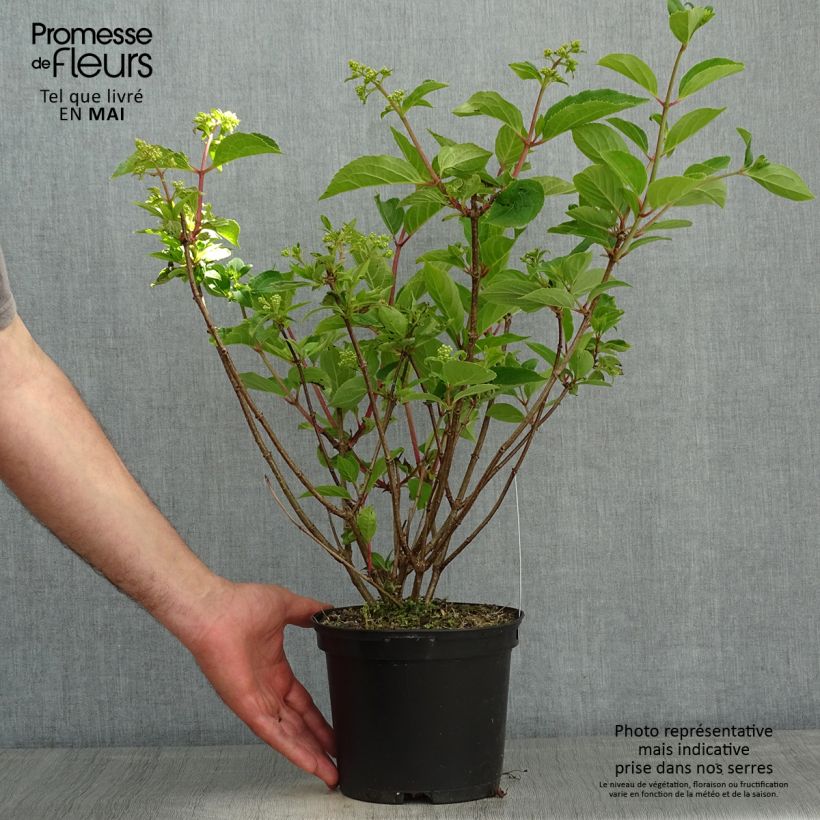 Amostra de Hortênsia paniculata Dharuma Vaso de 2 L/3 L tal como entregue na primavera