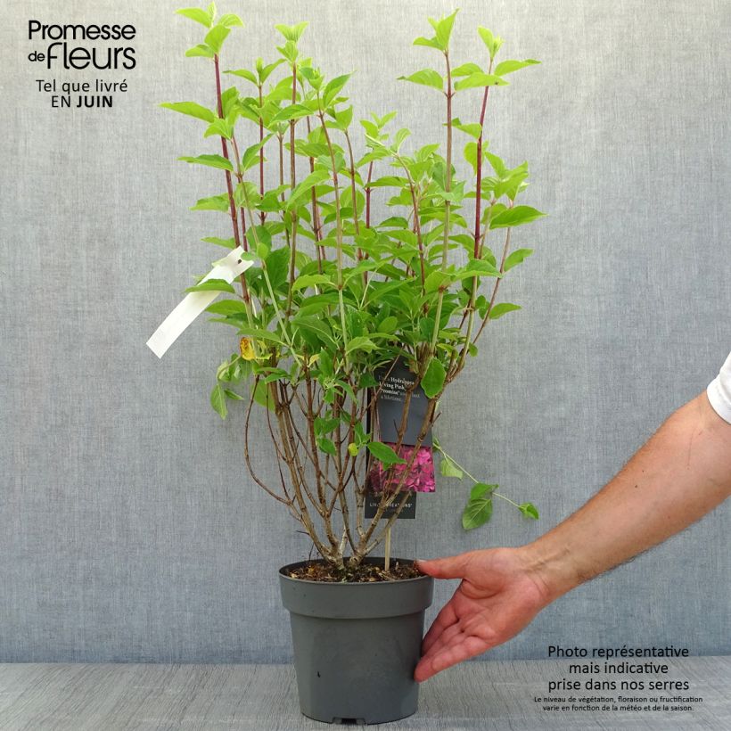 Amostra de Hortênsia paniculata Living Pinky Promise Vaso de 2 L/3 L tal como entregue no verão