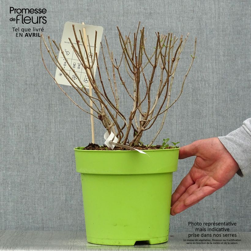 Amostra de Hortênsia paniculata Pandora Vaso de 6 L/7 L tal como entregue na primavera