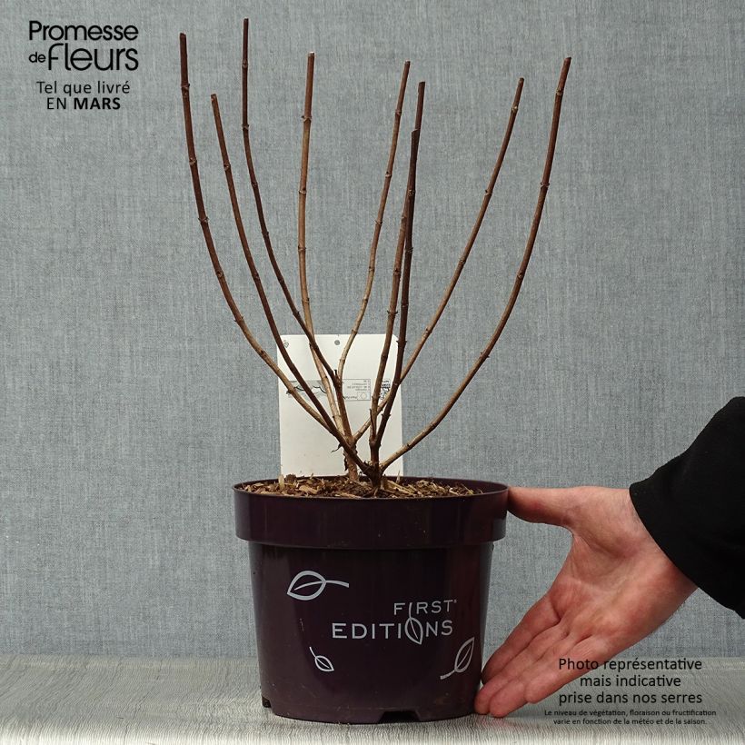 Amostra de Hortênsia paniculata Tickled Pink Vaso de 2 L/3 L tal como entregue na primavera