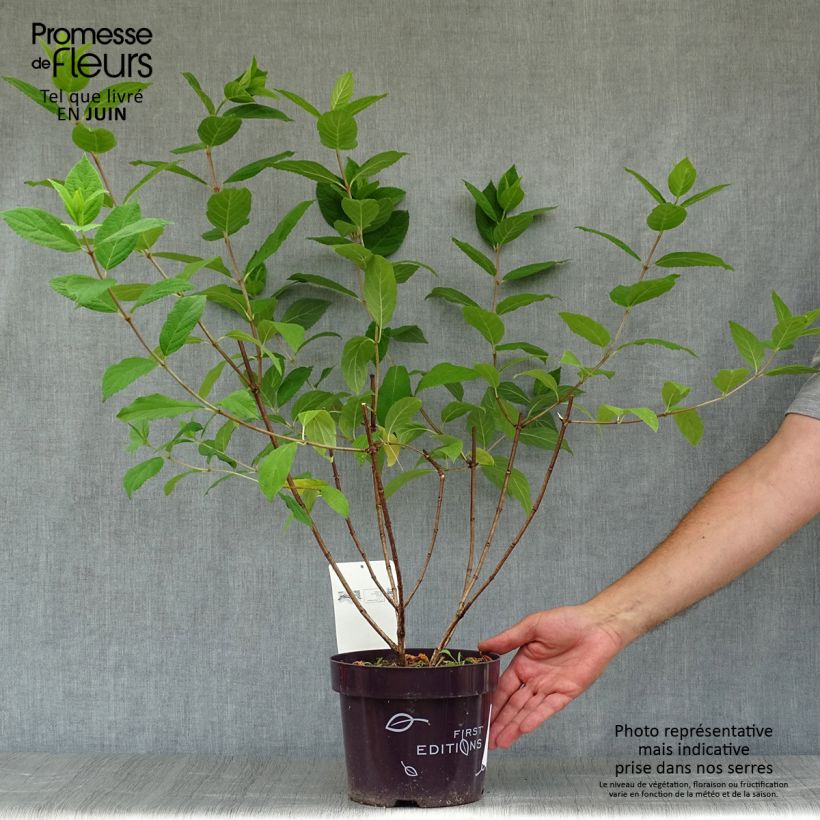 Amostra de Hortênsia paniculata Tickled Pink Vaso de 2 L/3 L tal como entregue no verão