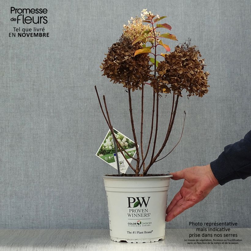 Amostra de Hortênsia paniculata Fire Light Vaso de 4 L/5 L tal como entregue no outono