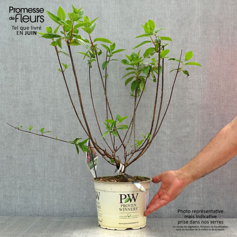 Amostra de Hortênsia paniculata Fire Light Vaso de 4 L/5 L tal como entregue na primavera