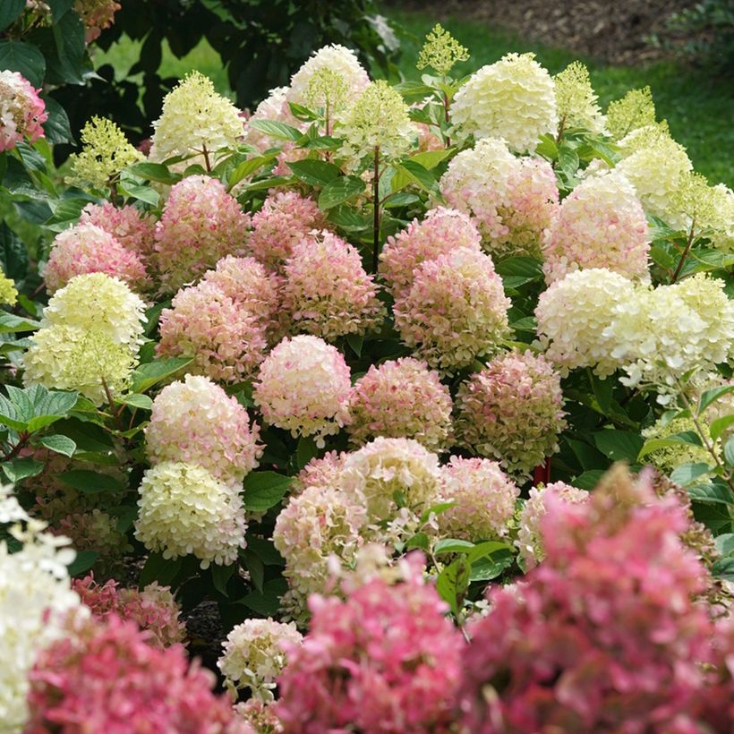 Hortênsia paniculata Fire Light (Hábito)
